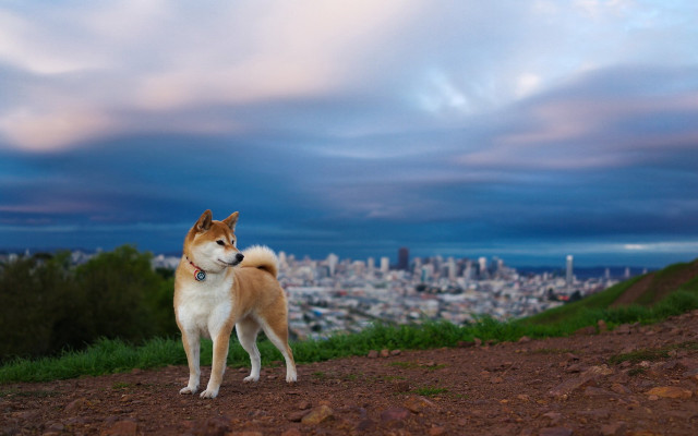 Dog hill city dusk clouds #3 free wallpaper for desktop - medium preview image