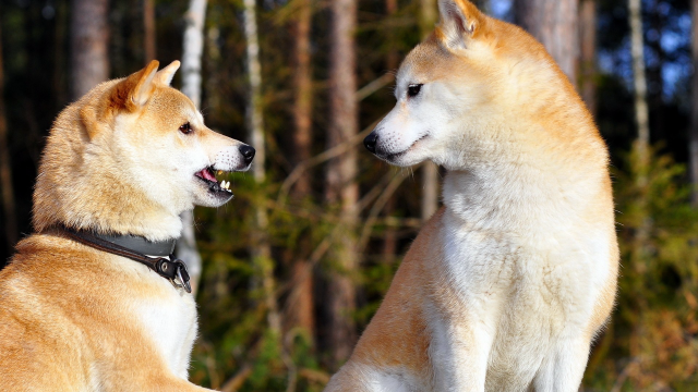 Dogs woods balance blurry depth free wallpaper for desktop - medium preview image