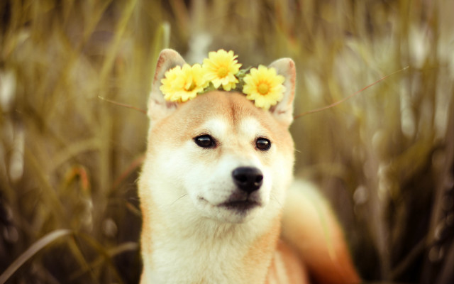 Dog flower hair sitting tall free wallpaper for desktop - medium preview image