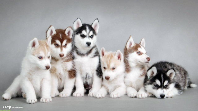 Husky puppies group gray background free wallpaper for desktop - medium preview image