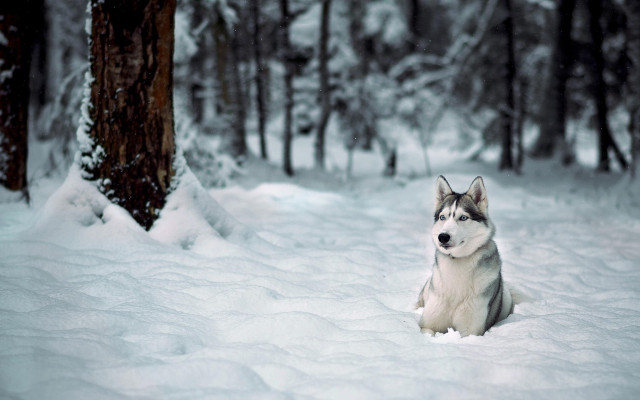 Husky sitting snow forest bw free wallpaper for desktop - medium preview image