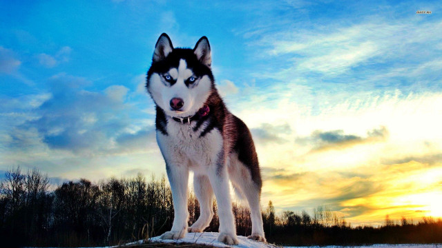 Husky dog rock snow sunset #3 free wallpaper for desktop - medium preview image