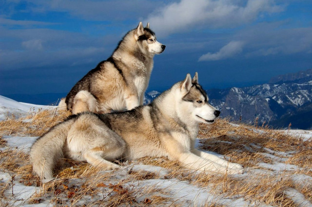 Husky dogs snowy hill mountains free wallpaper for desktop - medium preview image