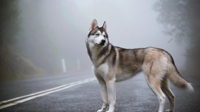 Husky foggy road woods dog free wallpaper for desktop - medium preview image