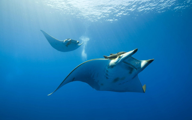 Manta ray swimming ocean nearby free wallpaper for desktop - medium preview image