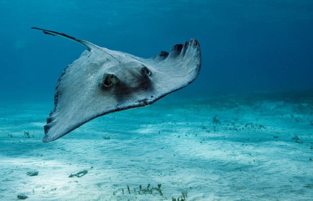 Large stingfish swimming ocean hook free wallpaper for desktop - medium preview image