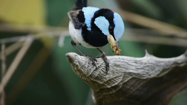 Small bird perched branch tree #7 free wallpaper for desktop - medium preview image