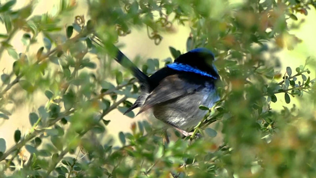 Blue bird tree branch leaves free wallpaper for desktop - medium preview image
