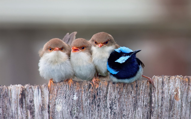 Three little birds wooden fence free wallpaper for desktop - medium preview image