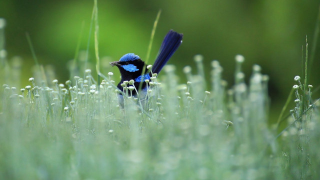 Blue bird black head tail free wallpaper for desktop - medium preview image