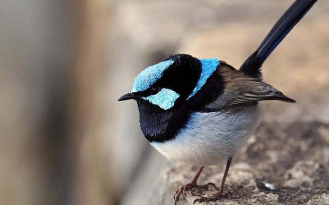 Small blue black tailed bird free wallpaper for desktop - medium preview image