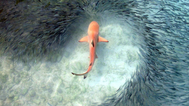 Fish group swimming ocean circle free wallpaper for desktop - medium preview image