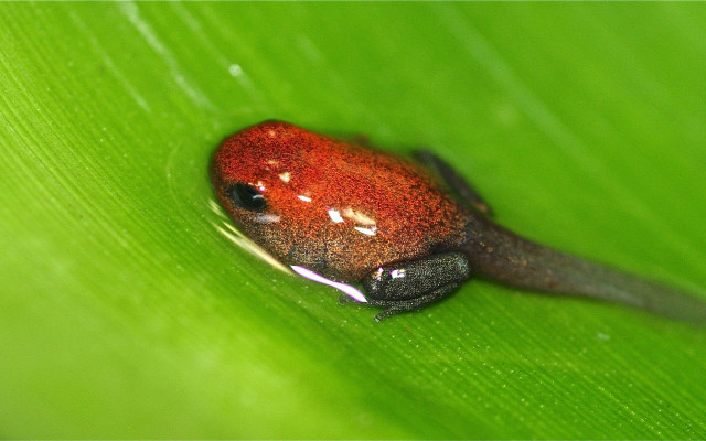 Red black frog green leaf free wallpaper for desktop - medium preview image