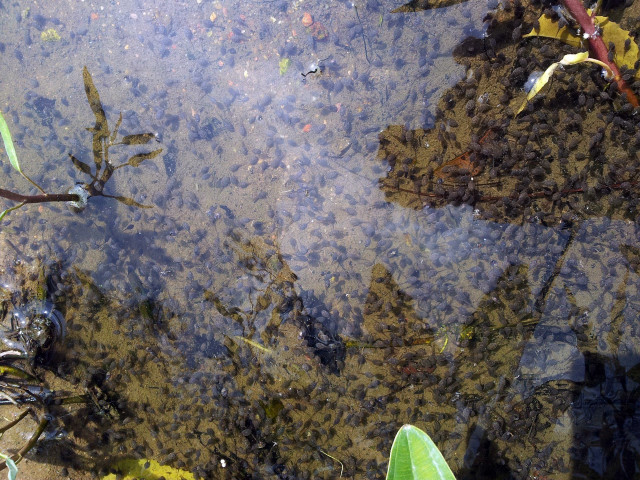 Water plants leaves floating person free wallpaper for desktop - medium preview image