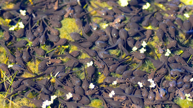 Small black animals green field free wallpaper for desktop - medium preview image