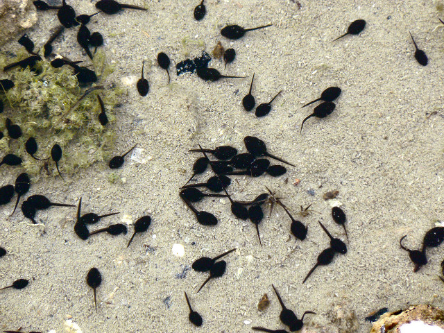 Black bugs sandy ground rock free wallpaper for desktop - medium preview image