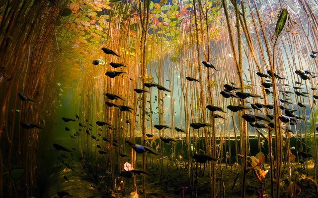 Fish pond bamboo plants sunlight free wallpaper for desktop - medium preview image