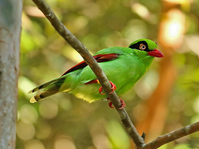 Green bird forest puzzle photorealistic free wallpaper for desktop - medium preview image