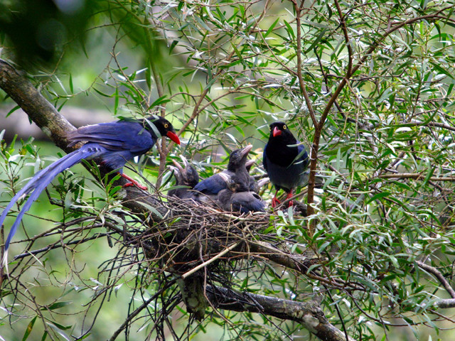 Birds tree branch bamboo forest free wallpaper for desktop - medium preview image