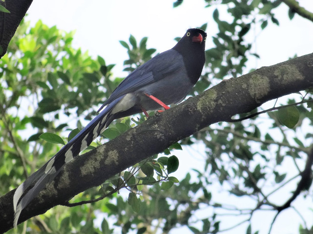 Bird branch leaves sky clouds free wallpaper for desktop - medium preview image