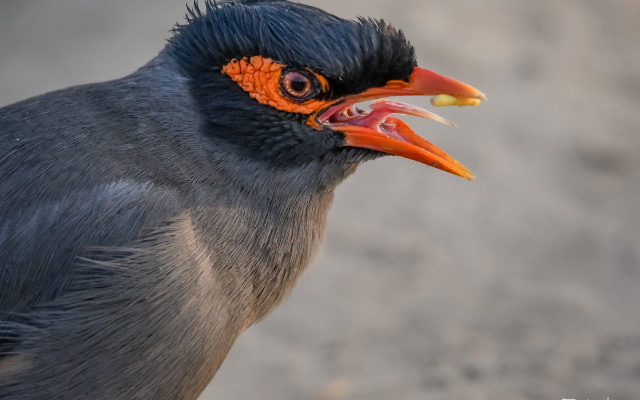 Bird colorful beak orange eyes free wallpaper for desktop - medium preview image