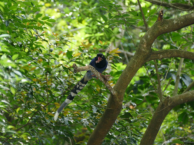 Black bird perched tree branch free wallpaper for desktop - medium preview image
