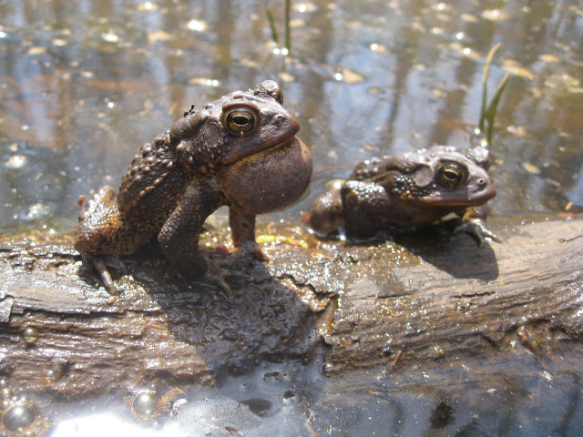 Two frogs sitting log pond free wallpaper for desktop - medium preview image