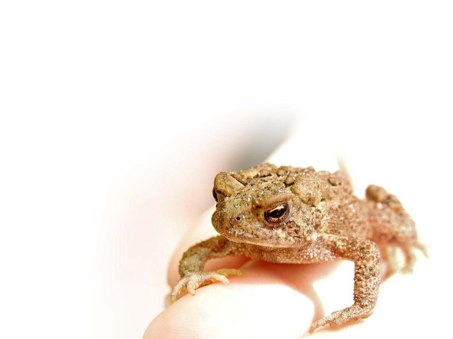 Small frog persons hand white free wallpaper for desktop - medium preview image