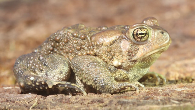 Frog sitting ground camera lens free wallpaper for desktop - medium preview image