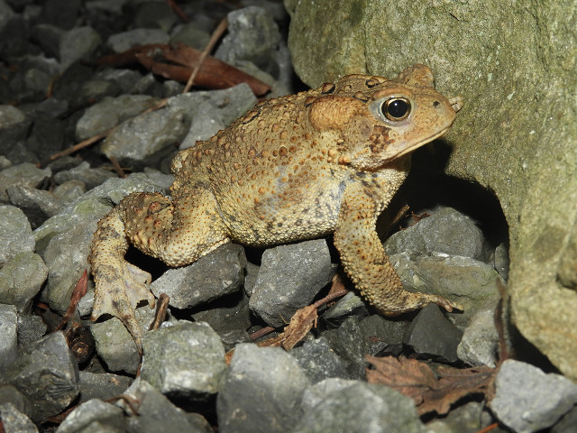 Frog rocks tree leaves naturalism free wallpaper for desktop - medium preview image