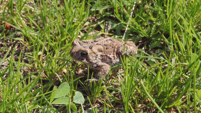 Small frog grass camera foreground free wallpaper for desktop - medium preview image