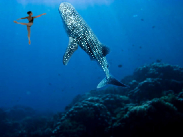 Woman swimming whale ocean man free wallpaper for desktop - medium preview image