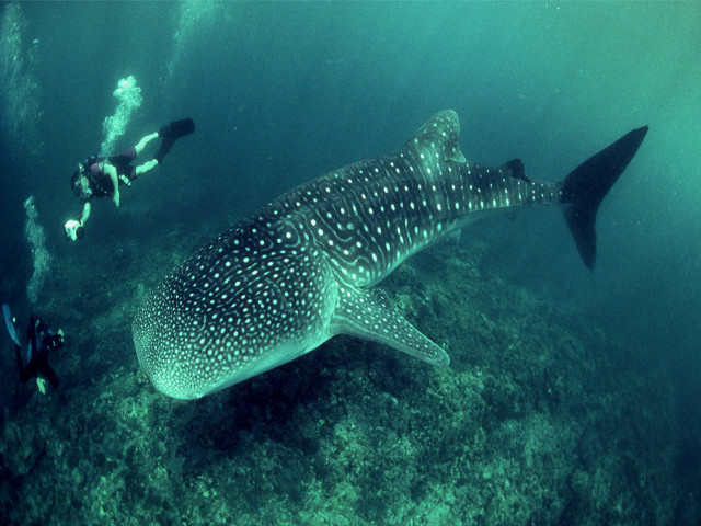 Whale shark scuba diver coral free wallpaper for desktop - medium preview image