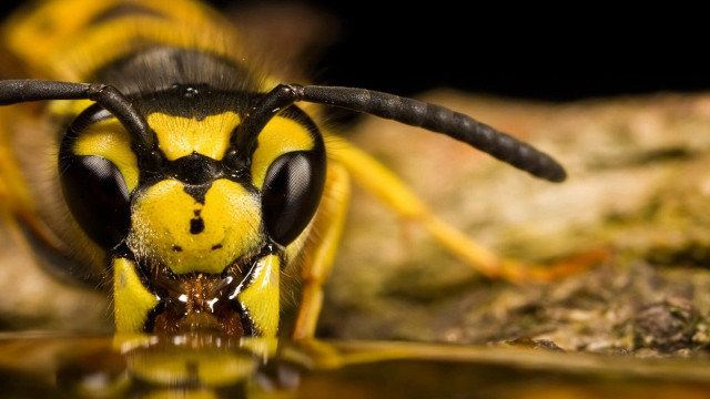 Yellow black insect rock water free wallpaper for desktop - medium preview image