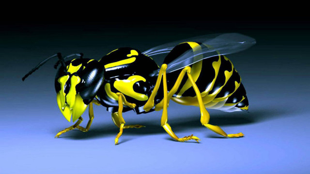 Yellow black bee blue background free wallpaper for desktop - medium preview image