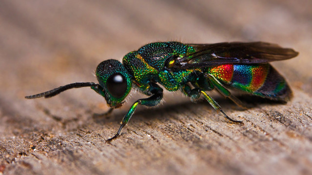 Colorful insect macro wooden surface free wallpaper for desktop - medium preview image