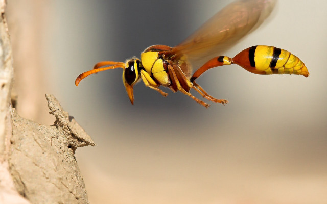 Yellow insect flying rock wall free wallpaper for desktop - medium preview image