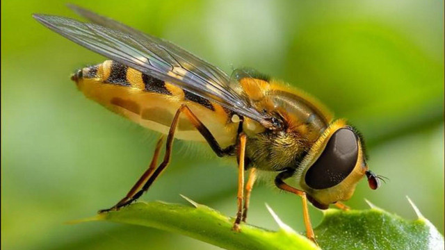 Bee leaf macro hurufiyya realistic free wallpaper for desktop - medium preview image