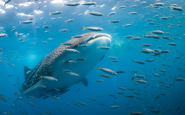 Large whale ocean surrounded fish free wallpaper for desktop - medium preview image