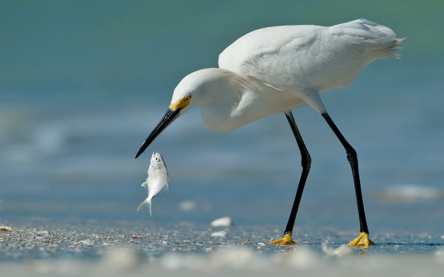 White bird fish mouth beach free wallpaper for desktop - medium preview image