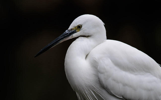 White bird black beak yellow free wallpaper for desktop - medium preview image