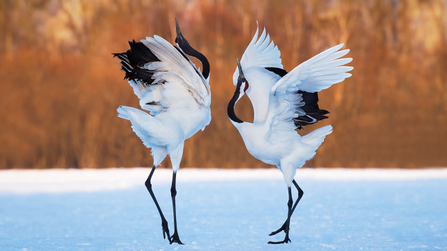 Two white birds black wings free wallpaper for desktop - medium preview image