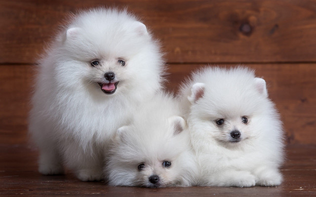Three white dogs wooden floor free wallpaper for desktop - medium preview image