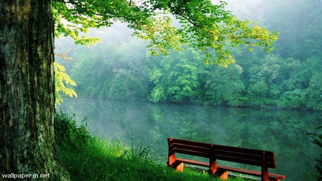 Bench tree lake forest foggy #4 free wallpaper for desktop - medium preview image