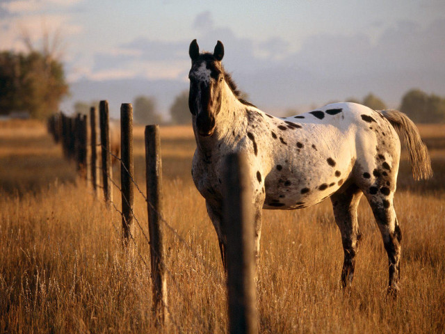 Spotted horse field fence sky free wallpaper for desktop - medium preview image