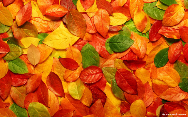 Leaves red wall red chair free wallpaper for desktop - medium preview image