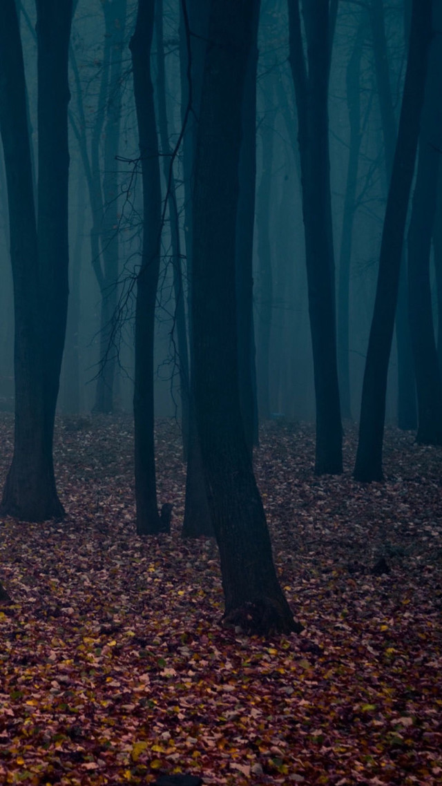 Foggy forest night person walking free wallpaper for mobile - medium preview image