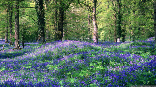 Blue flowers forest bench grass free wallpaper for desktop - medium preview image