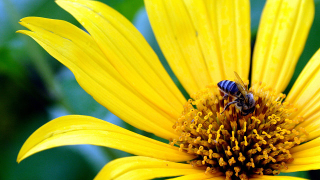 Bee yellow flower green leaves #4 free wallpaper for desktop - medium preview image