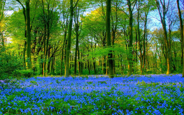 Blue flowers forest trees grass free wallpaper for desktop - medium preview image